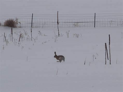 Jack Rabbit Running Across Deep Snow The Blizzard Drove Ja Flickr