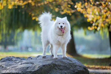 Chó Samoyed Tổng Hợp Các đặc điểm Nguồn Gốc Cách Nuôi Và Bảng Giá