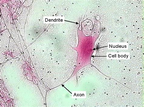 Neuron Cell Body Microscope Micropedia