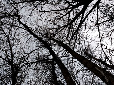 Leafless Tree Branches From Below Picture Free Photograph Photos