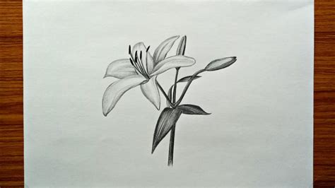 How To Draw Lily Flower Easy And Step By Step Lily Pencil Sketch