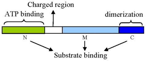 Structural Model Of Hsp90 Hsp90 Consist Of Three Domains An