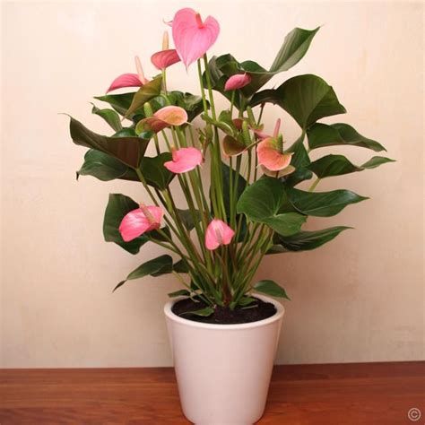Flamingo Plant Anthurium Pink Champion 1 Plant Buy Online Order Yours