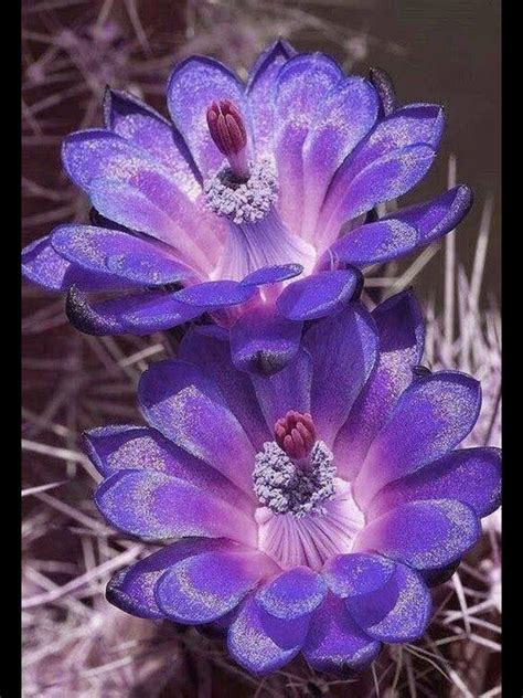 Gorgeous Purple Flowers Unusual Flowers Rare Flowers