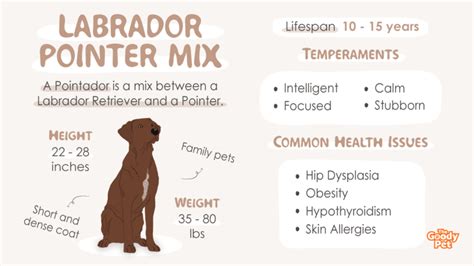 Labrador Pointer Mix Your Complete Breed Guide The Goody Pet