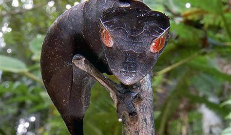 Satanic Leaf Tailed Gecko Is A Master Of Disguise