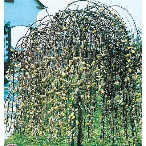 Shop 285 Gallon Pink Weeping Pussy Willow Tree Feature Shrub Lw01654