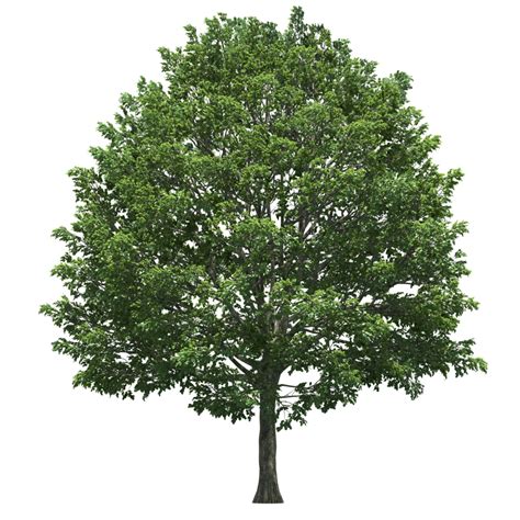 Oak Tree Png Pic Png All Png All