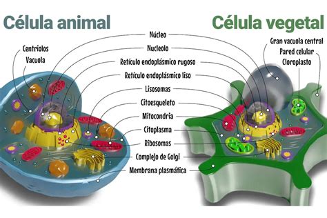 Cuadro Comparativo Entre Celula Animal Y Vegetal Diferencias Y