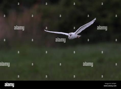 Albino Barn Owl Stock Photo Alamy