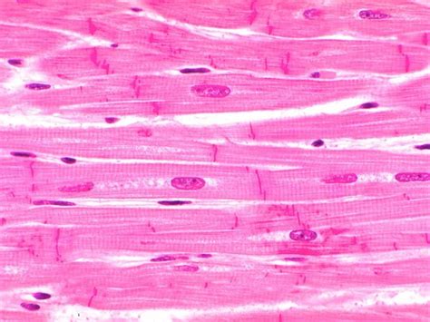 Cardiac Muscle Tissue Under Microscope Micropedia