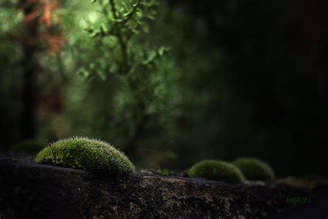The moss El musgo crece en lugares húmedos y sombríos y Flickr