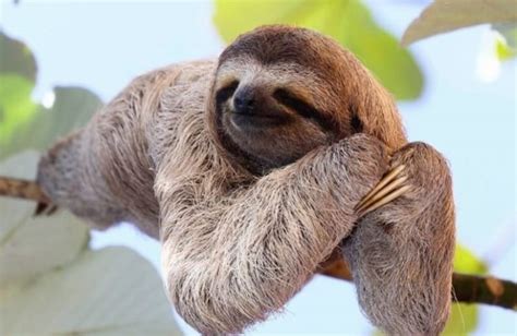 200 Pet Sloth Names Cute Funny Male And Female Names