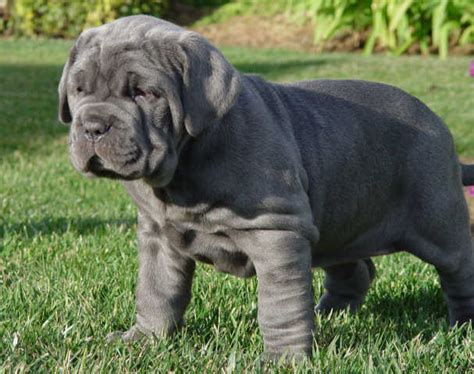 Cute Puppies And Dogs Pictures Neapolitan Mastiff Dog And Puppies Pictures