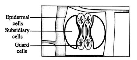 The Following Figure Represent The Stomatal Apparatus Which Shows