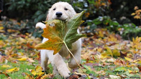 Wallpaper Cute Dog In Autumn Hd Wallpaper