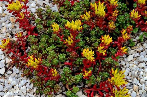 Sedum Oreganum Oregon Stonecrop Greenflownurseries