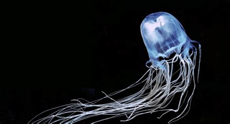 The Painful And Potentially Deadly Box Jellyfish Critter Science