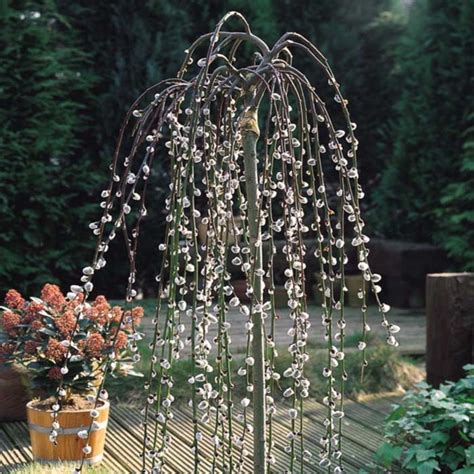 Dwarf Weeping Willow