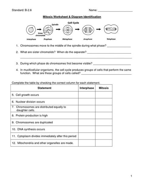 Chromatin coils to form visible chromosomes c. Mitosis Versus Meiosis Worksheet Answers