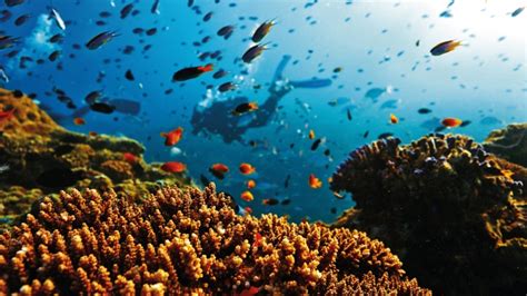 The Great Barrier Reef The Beauty Seen From Space Tipntrips