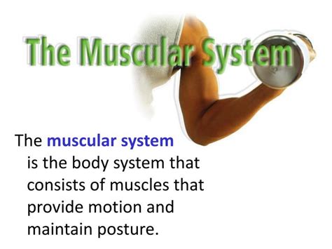 Ppt Functions Of The Muscular System Powerpoint Presentation Free