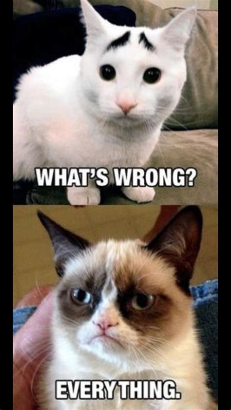 Pin By Op Boyma On Funny Funny Grumpy Cat Memes Grumpy Cat Meme