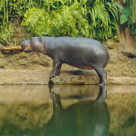 Pygmy Hippo Day April 8 2023 National Today