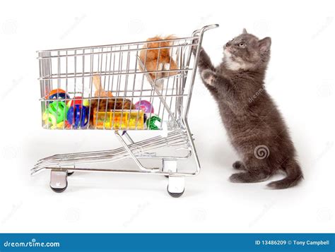 Cute Gray Kitten Pushing Shopping Cart Royalty Free Stock Images