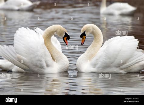 A Pair Of Mute Swans Swimming In A Heart Shaped Embrace Stock Photo Alamy