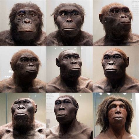 Several Images Of Different Facial Expressions Of An Orangutan
