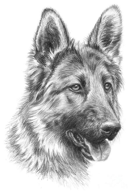 German Shepherd Drawing By Tobiasz Stefaniak