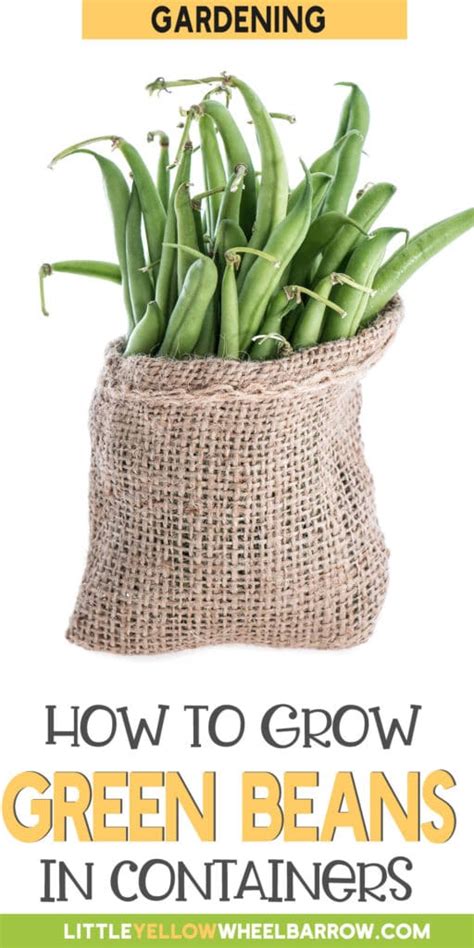 How To Grow Green Beans In Containers Its Easy