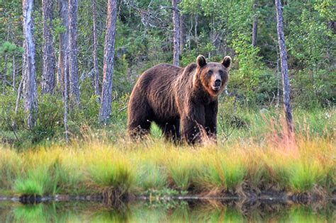 Finland ranks first in international sustainable development comparison. Finland Bear Watching Holidays | Discover the World