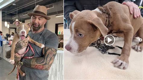 Dave Bautista Adopts Horribly Abused Pit Bull Puppy Found Eating Trash