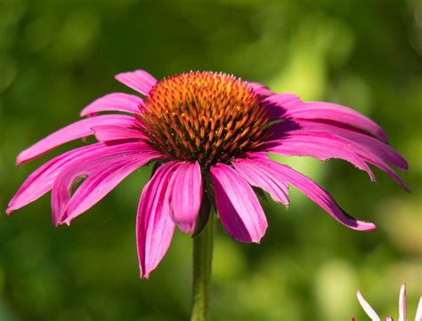 Here i have listed some that are wonderful plants. Colorful Perennials: Full Sun, Shade, Landscapes, Garden ...