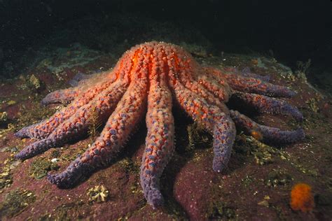 Underwater View Of A Sunflower Starfish Photograph By Nick Norman