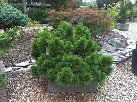 Japanese Black Pine Thunderhead Garden Verve Garden Shrubs Annual