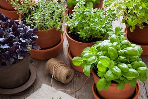 How To Successfully Grow Herbs Indoors Gulley Greenhouse