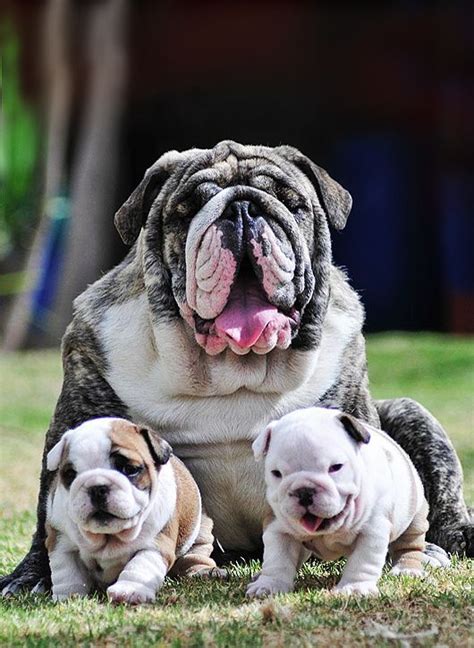 Names for brave and energetic bulldogs. 30 Extra Awesome English Bulldog Names | Baby dogs ...