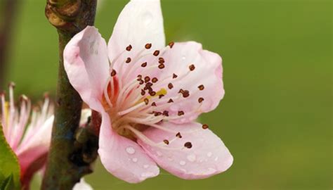 Growing your own peaches can be a delicious project for any gardener. How to Keep Bugs Off My Peach Tree | Garden Guides