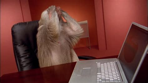 Medium Shot Baboon Pounding On Laptop Keyboard Film Vidéo Getty Images