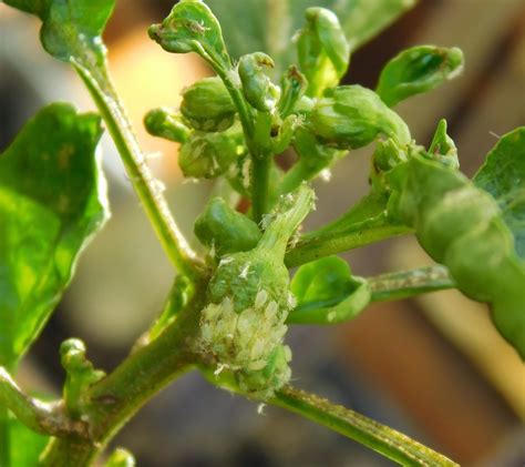Jan 02, 2019 · banana bunchy top disease is transmitted by aphids, especially the banana aphid. Aphids on Pepper Plants, Oh My! » Tips for Prevention
