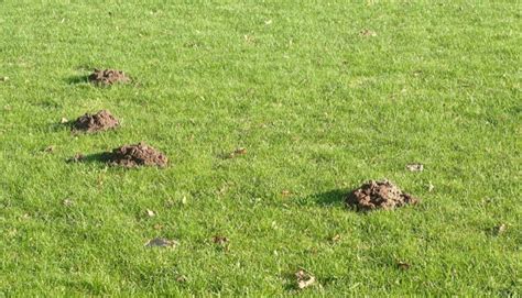 How To Get Rid Of Moles In Yard With Castor Oil Moles In Yard Lawn