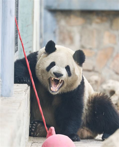 Pin By Patnida Panda On Meng Lan Giant Panda Paws And Claws Giant