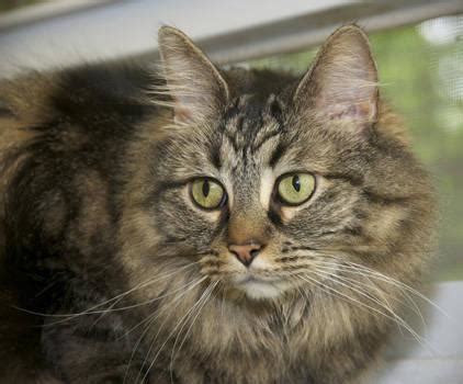 This is very much luck of the draw, with some kittens looking a lot like one parent or the other. Maine Coon - Fancy - Large - Adult - Female - Cat for Sale ...