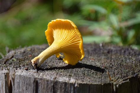Chanterelle Mushroom Identification Importance- Mushroom Health Guide