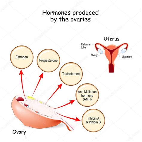 Hormonas Producidas Por Los Ovarios Sistema Endocrino Humano