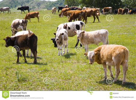 Cattle And Grassland Stock Image Image Of Camp Horizon 8628391