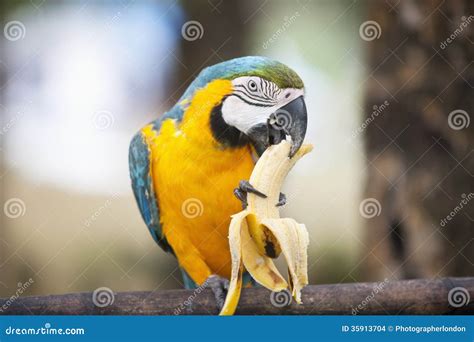 Blue And Yellow Macaw Eating Banana Boracay Philippines Stock Photo